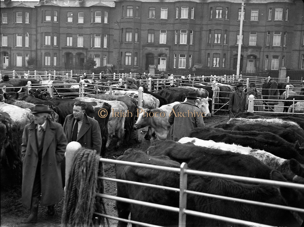 1959-21-01-Early-Morning-at-Dublin-Cattle-Market-A914-6428.jpg