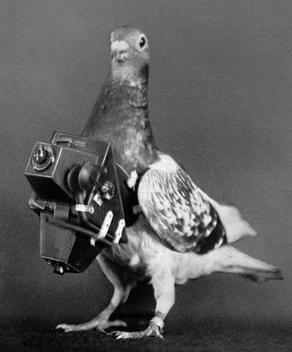 Image result for pigeon camera