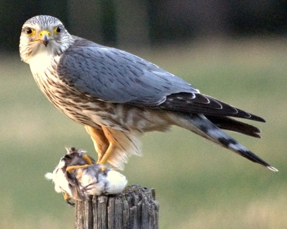 Merlin_prey_fencepost_Cochrane_cropped.thumb.jpg.5016eeac4af88fdfa0fbfbad43f45a4c.jpg